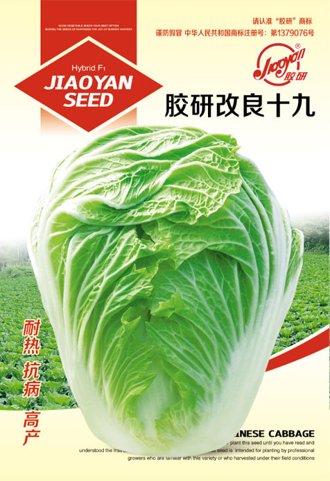 胶研改良十九——夏播白菜